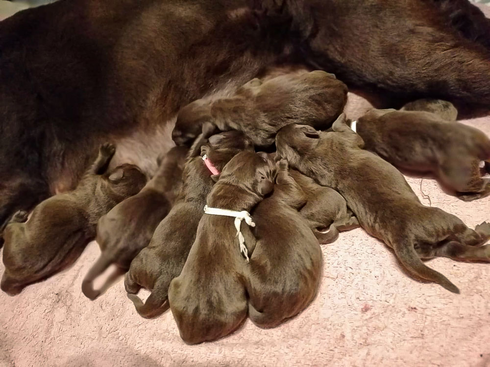 © Fire of Black Mountain / U2-001