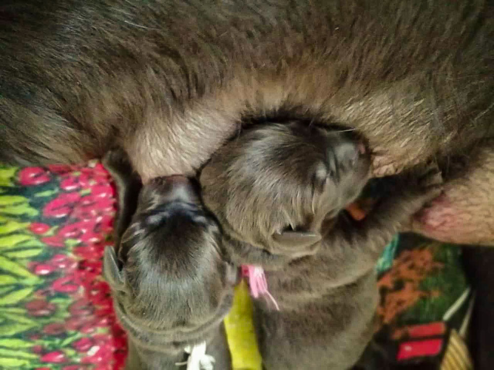 © Fire of Black Mountain / U2-003