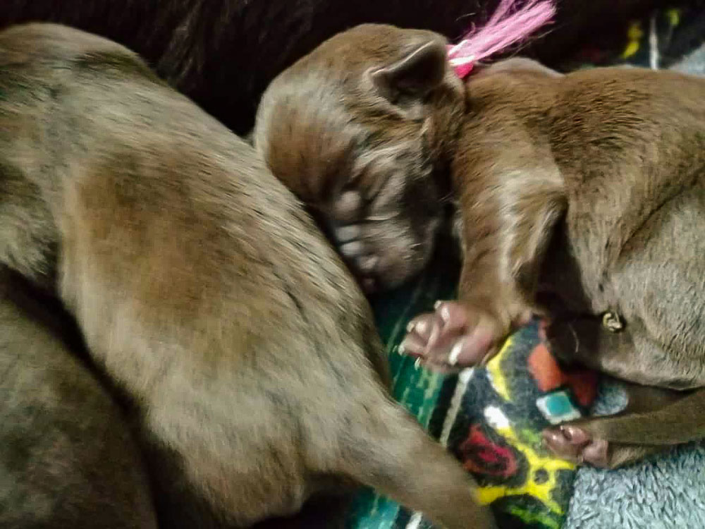 © Fire of Black Mountain / U2-004