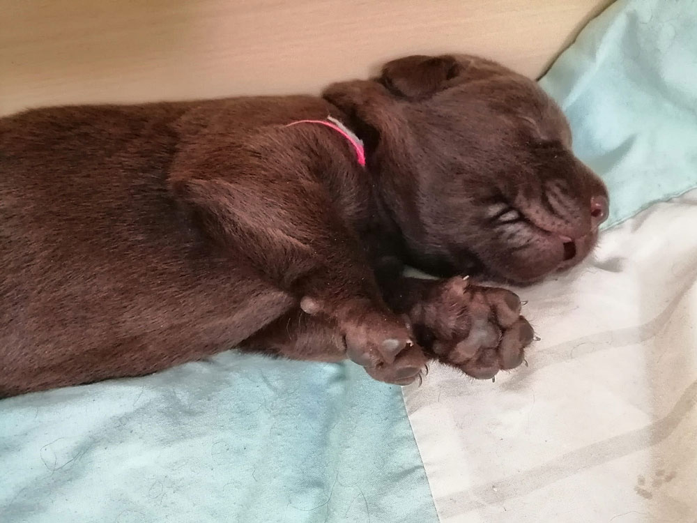 © Fire of Black Mountain