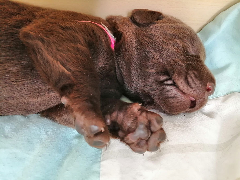 © Fire of Black Mountain / U2-011