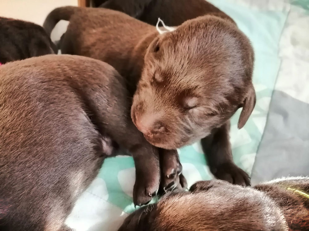 © Fire of Black Mountain / U2-012