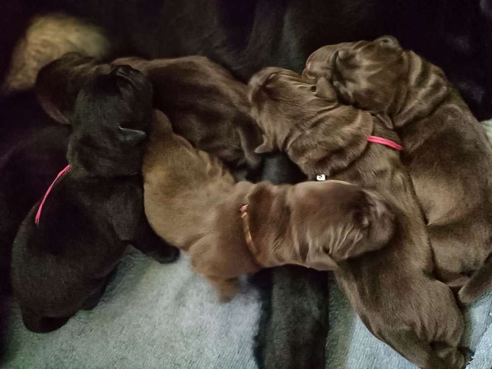 X2-Wurf Fire Of Black Mountain