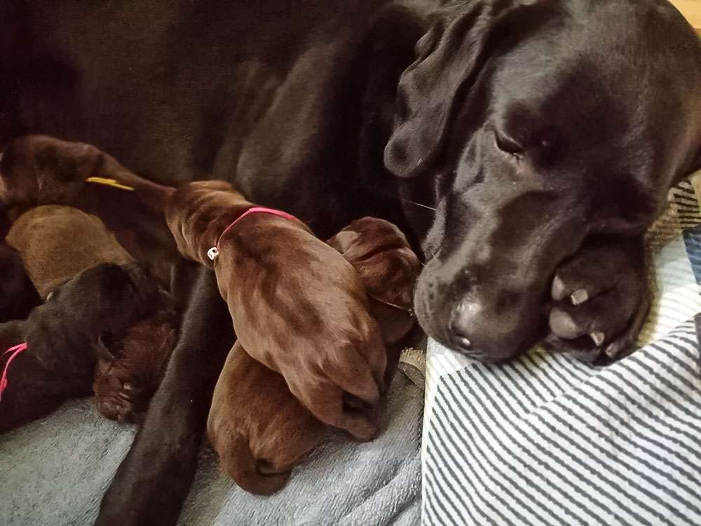 X2-Wurf Fire Of Black Mountain