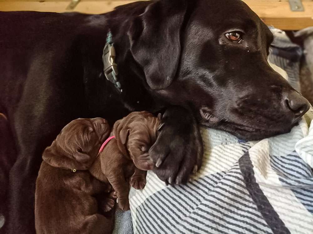 X2-Wurf Fire Of Black Mountain