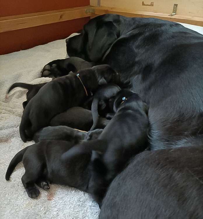 Fire of Black Mountain Y2-001