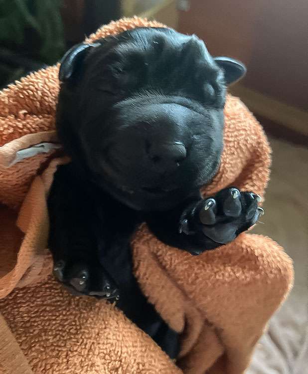 Fire of Black Mountain Y2-002