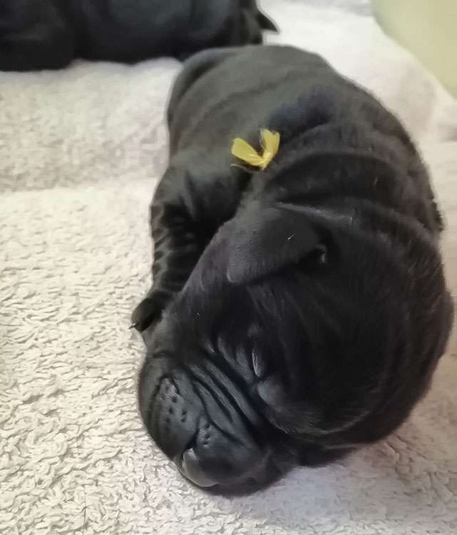 Fire of Black Mountain Y2-003