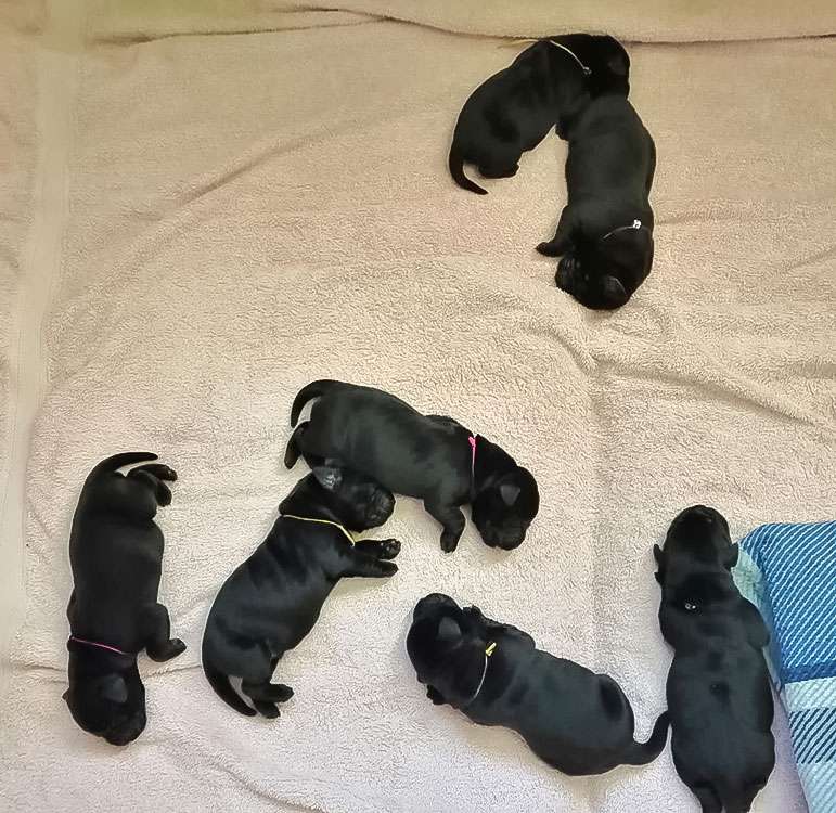 Fire of Black Mountain Y2-004