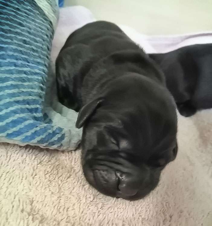 Fire of Black Mountain Y2-006