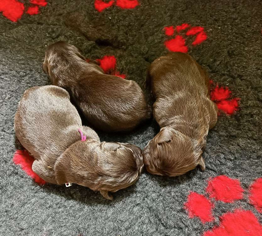 Fire of Black Mountain Z2-001