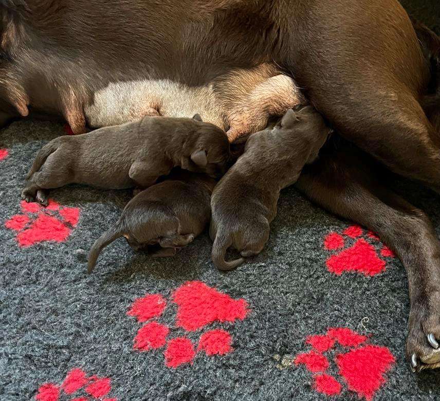 Fire of Black Mountain Z2-002