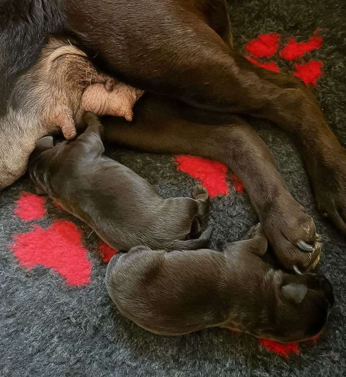 Fire of Black Mountain Z2-003