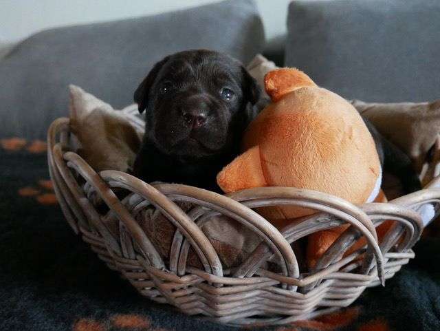 Fire of Black Mountain Z2-007