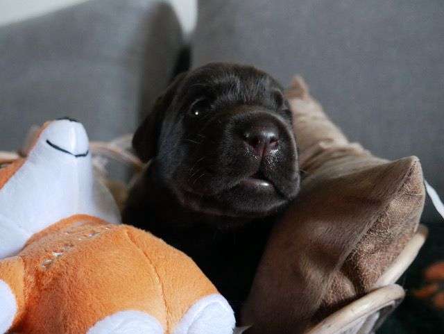 Fire of Black Mountain Z2-008