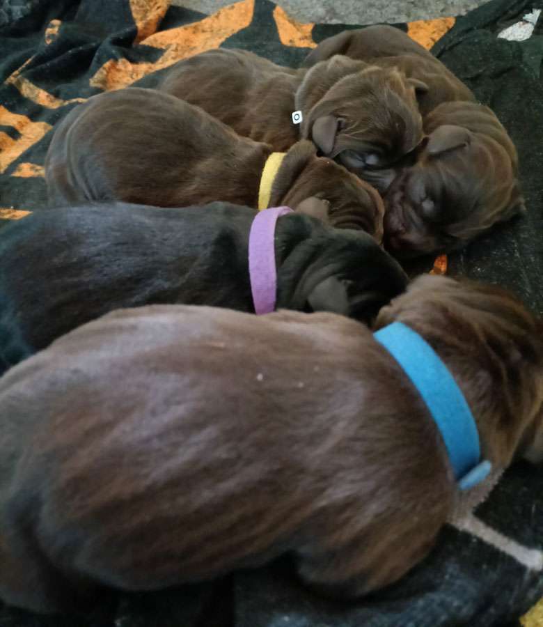 C3 Wurf Fire of Black Mountain