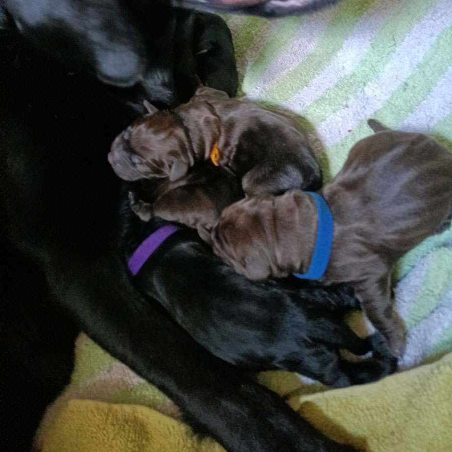 C3 Wurf Fire of Black Mountain