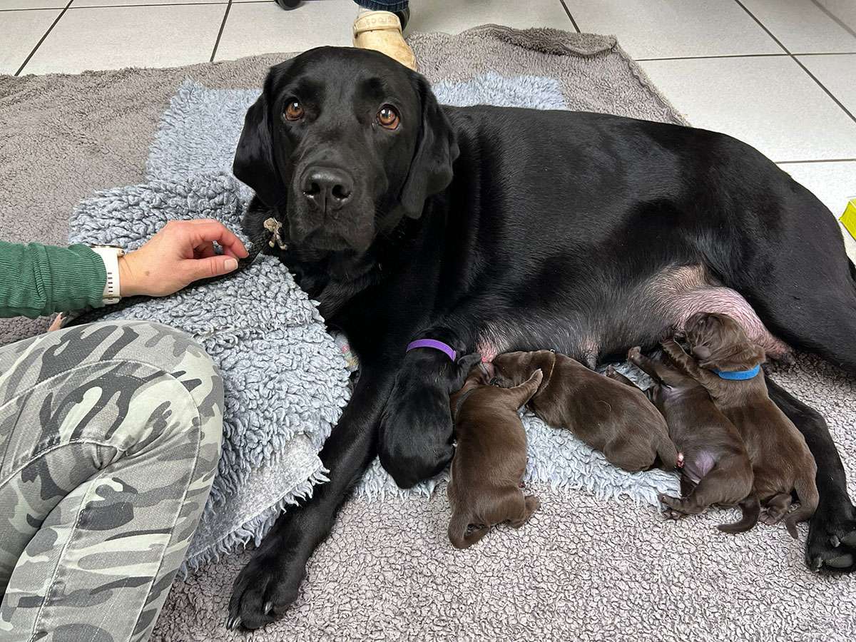 C3 Wurf Fire of Black Mountain