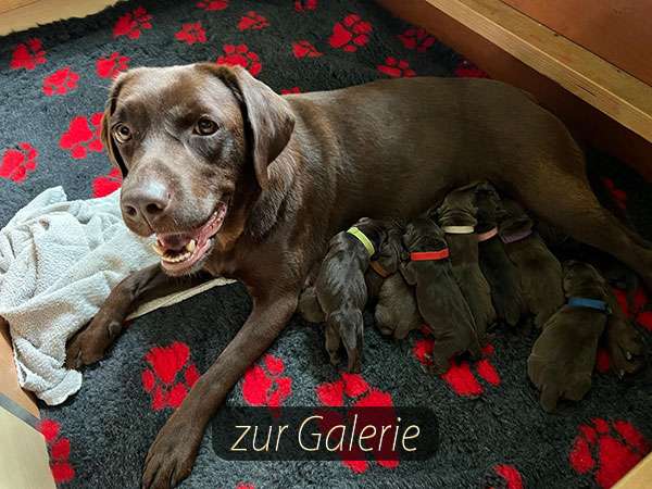 Am 07.10.2025 haben 3 Rüden und 6 Hündinnen das Licht der Welt erblickt. Mutter und Babies sind wohlauf.