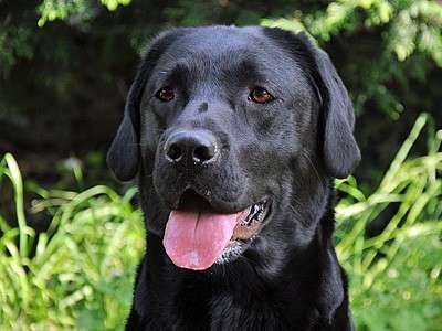 Luna Fire of Black Mountain – *Jacky*