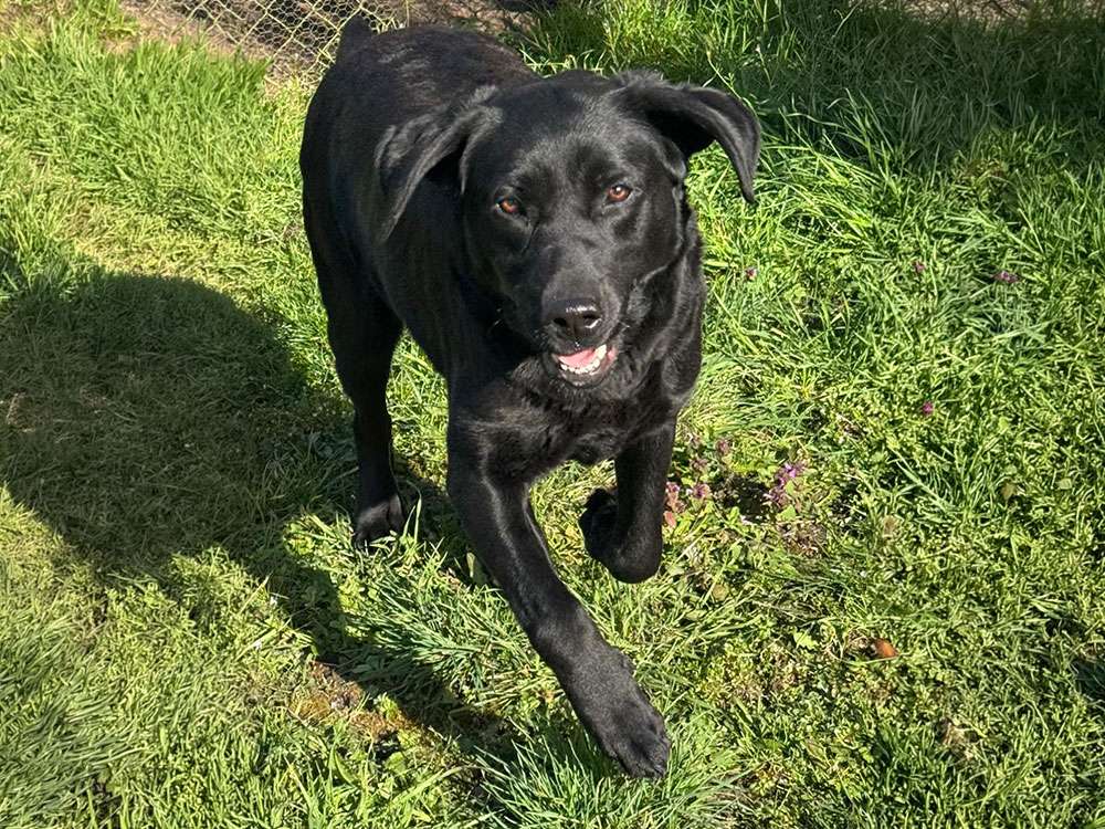 Yosie Fire of Black Mountain