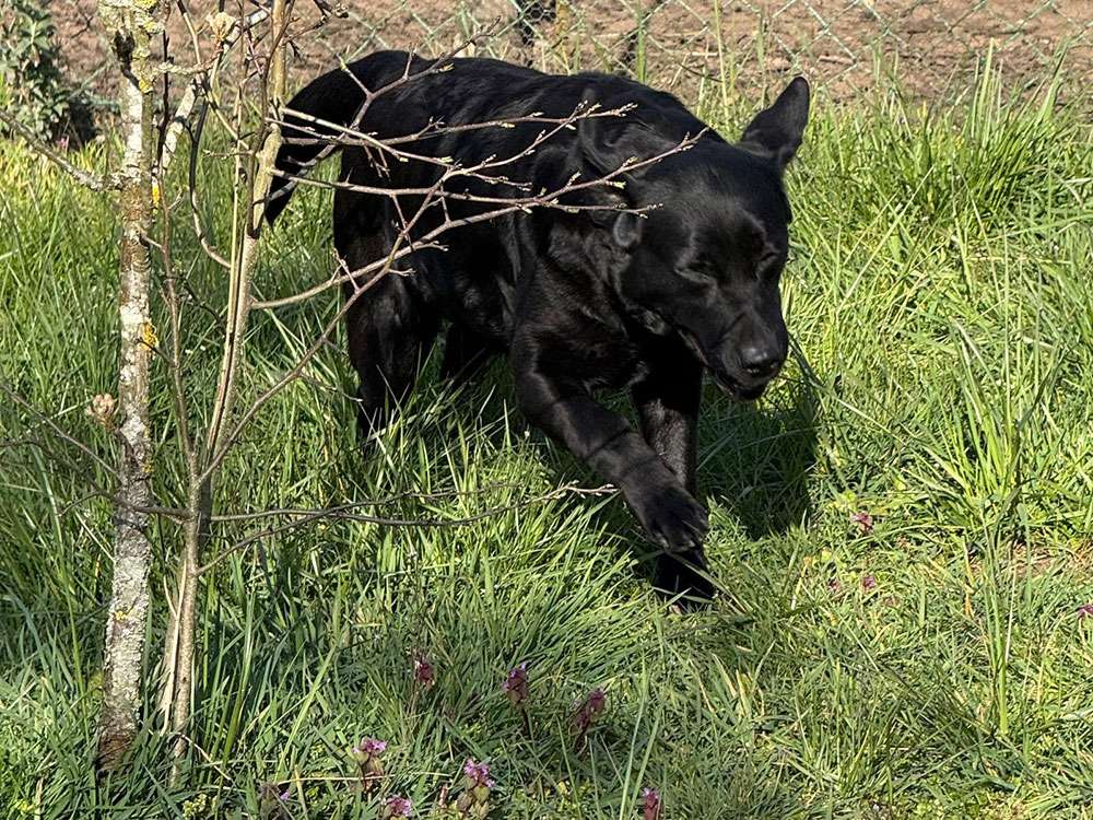 Yosie Fire of Black Mountain